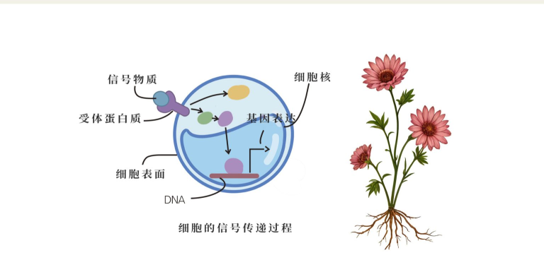 【從大自然中發現神的旨意】細胞的信號傳遞